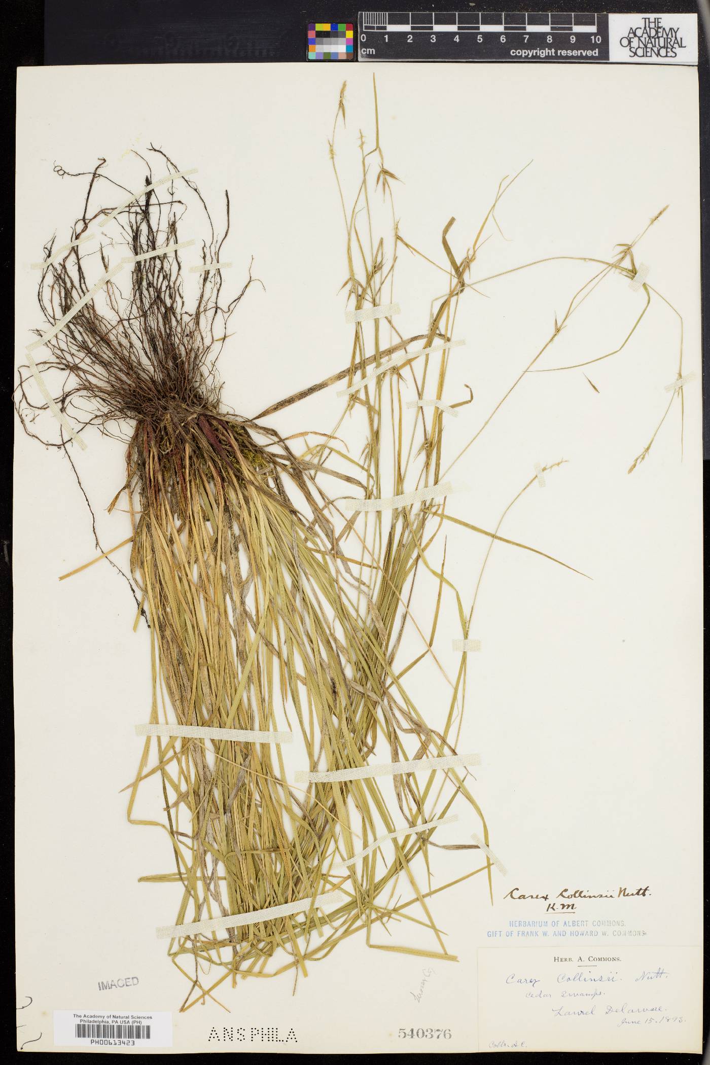 Carex collinsii image