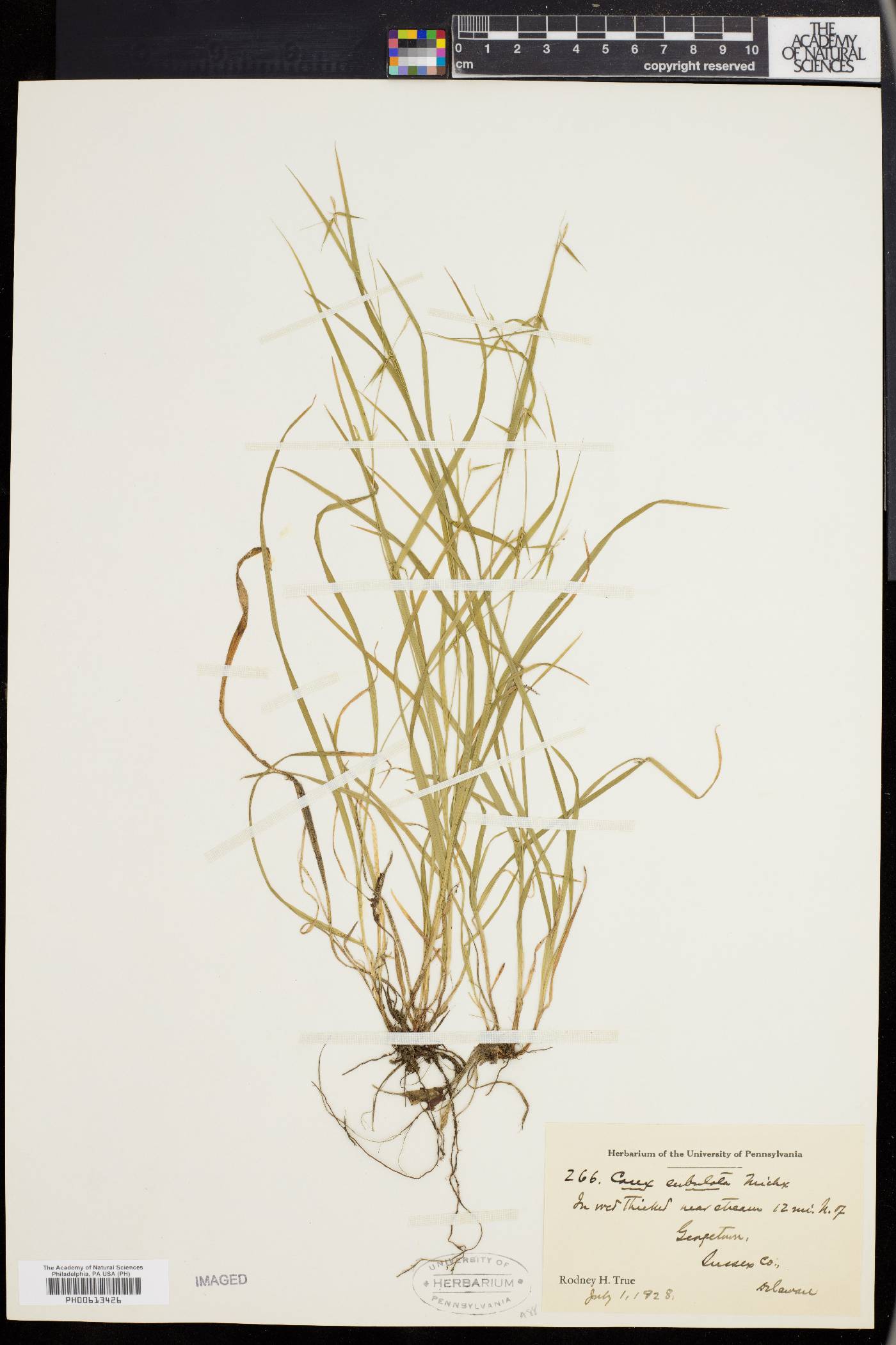 Carex collinsii image