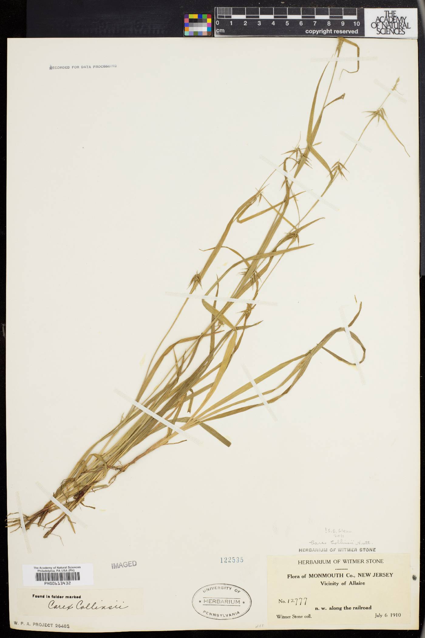 Carex collinsii image