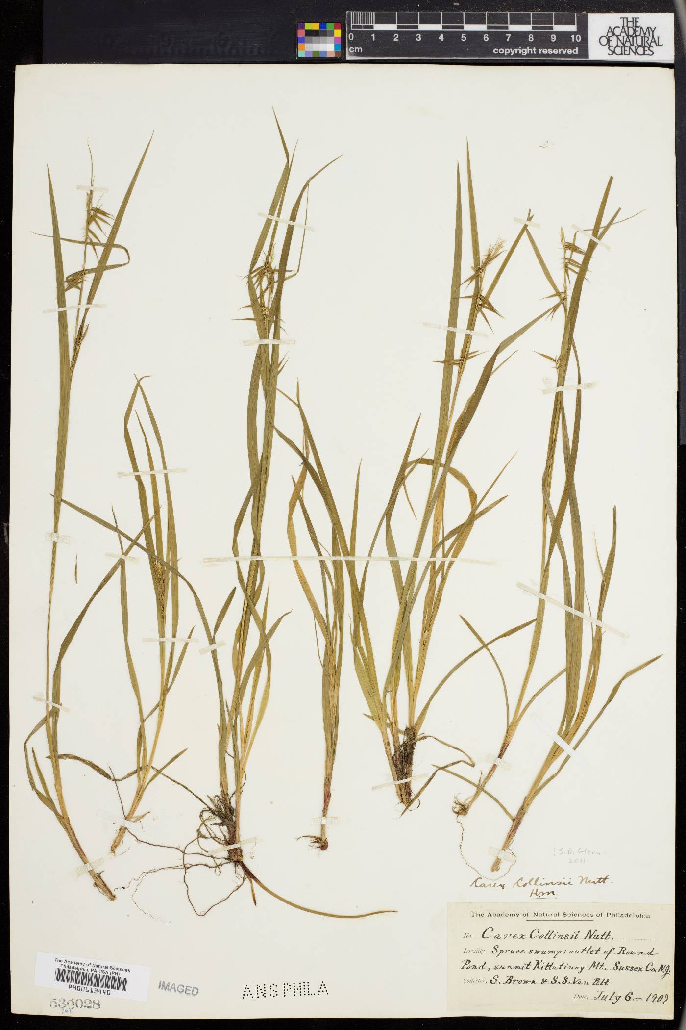 Carex collinsii image