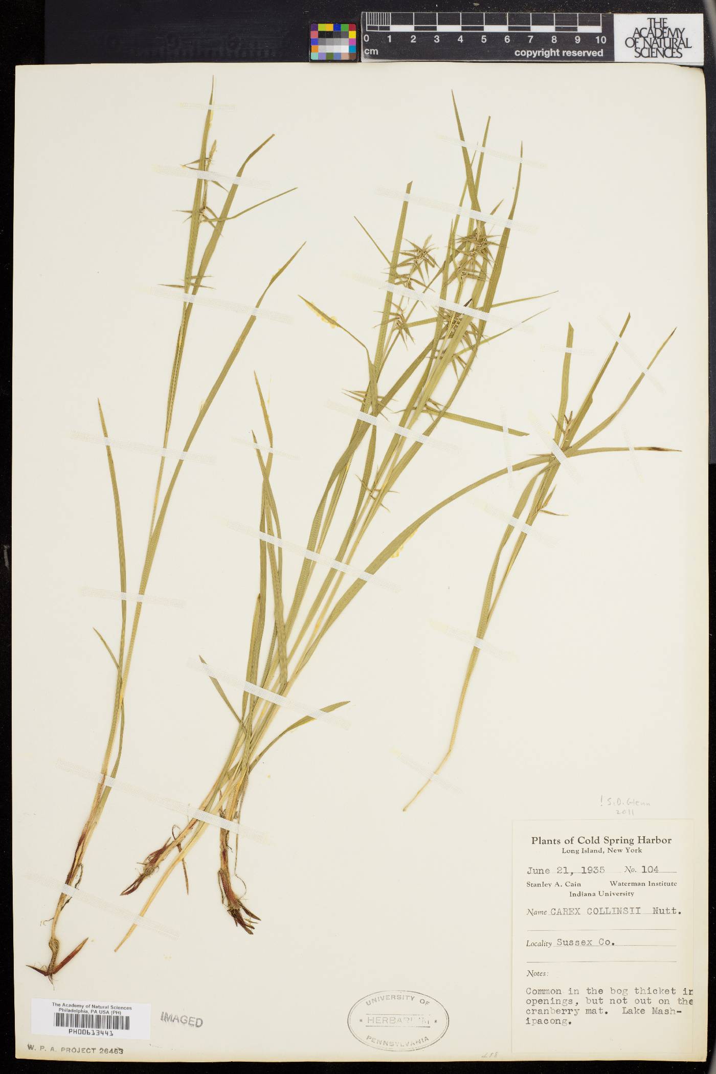 Carex collinsii image