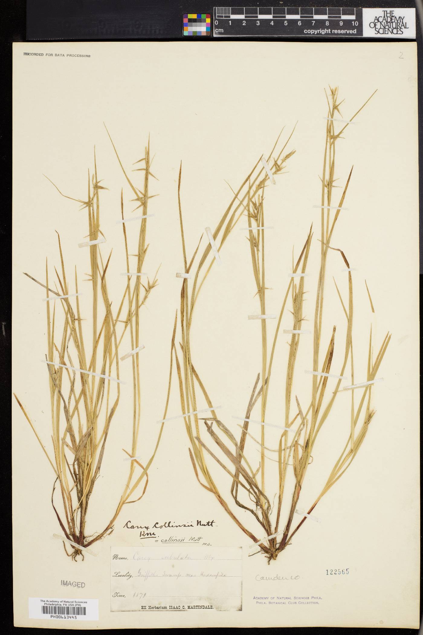 Carex collinsii image