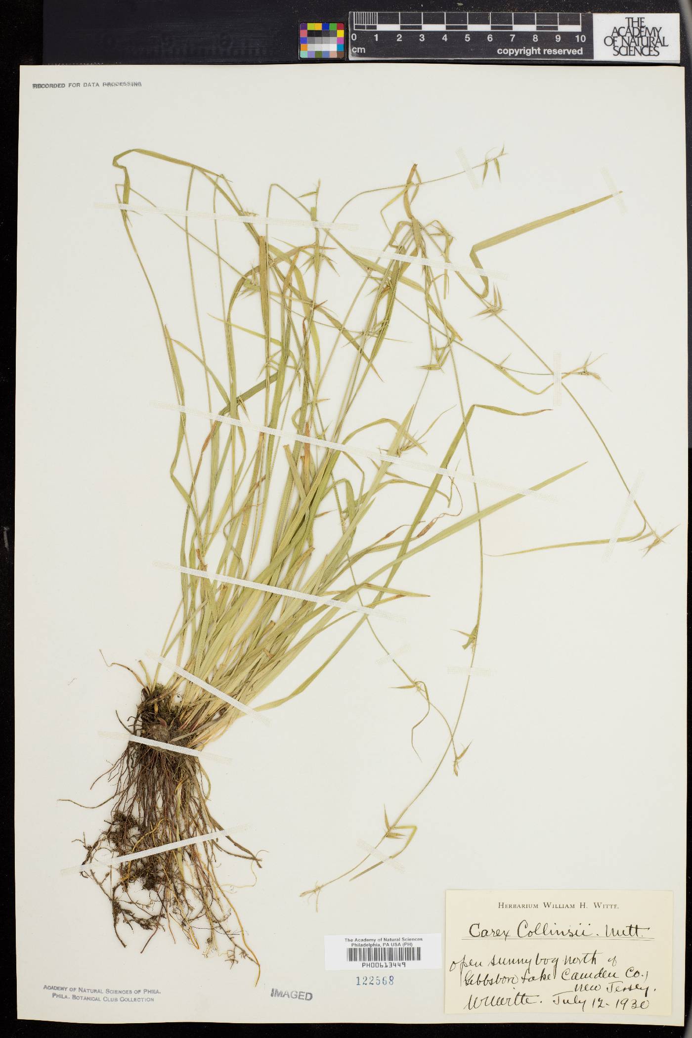 Carex collinsii image