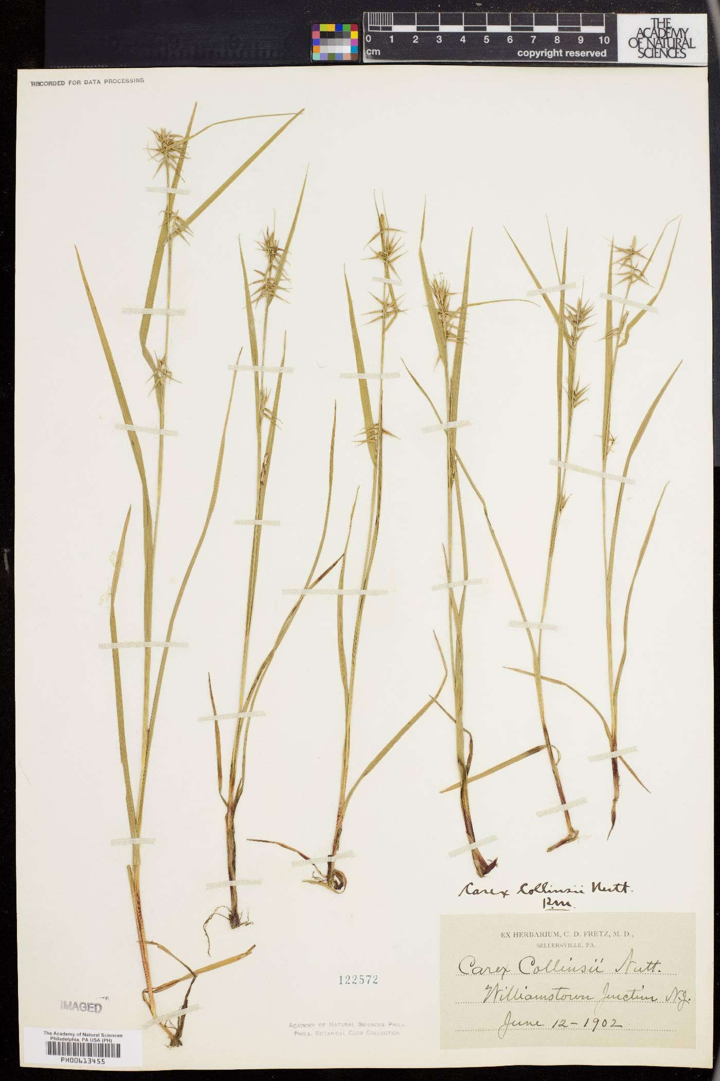 Carex collinsii image