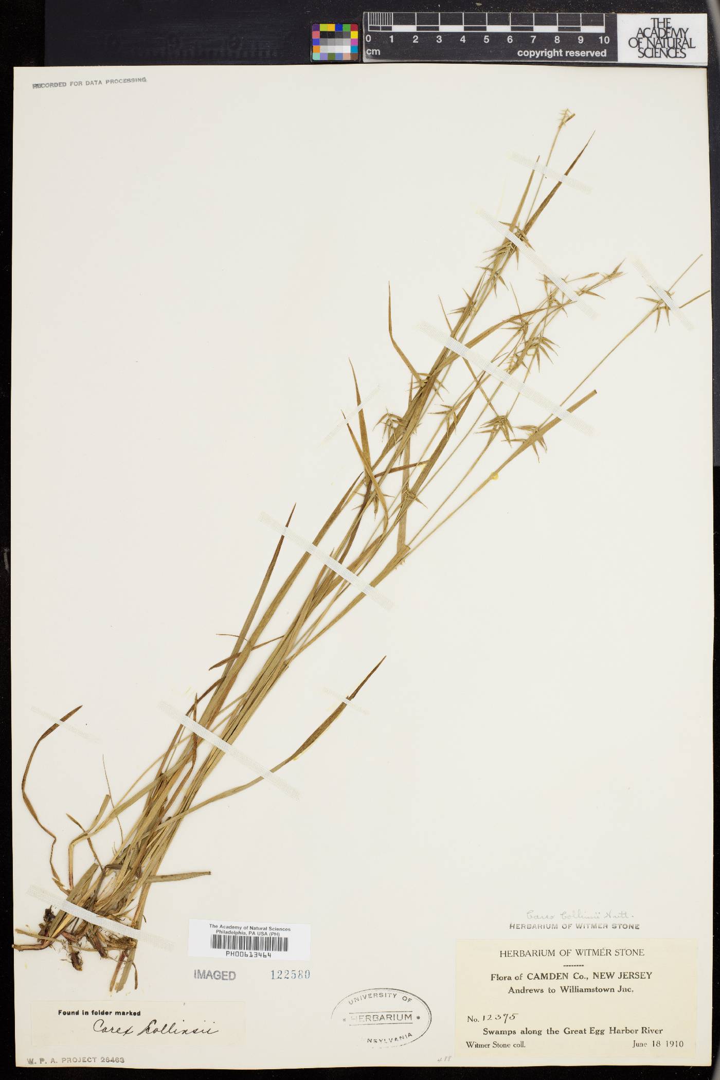 Carex collinsii image