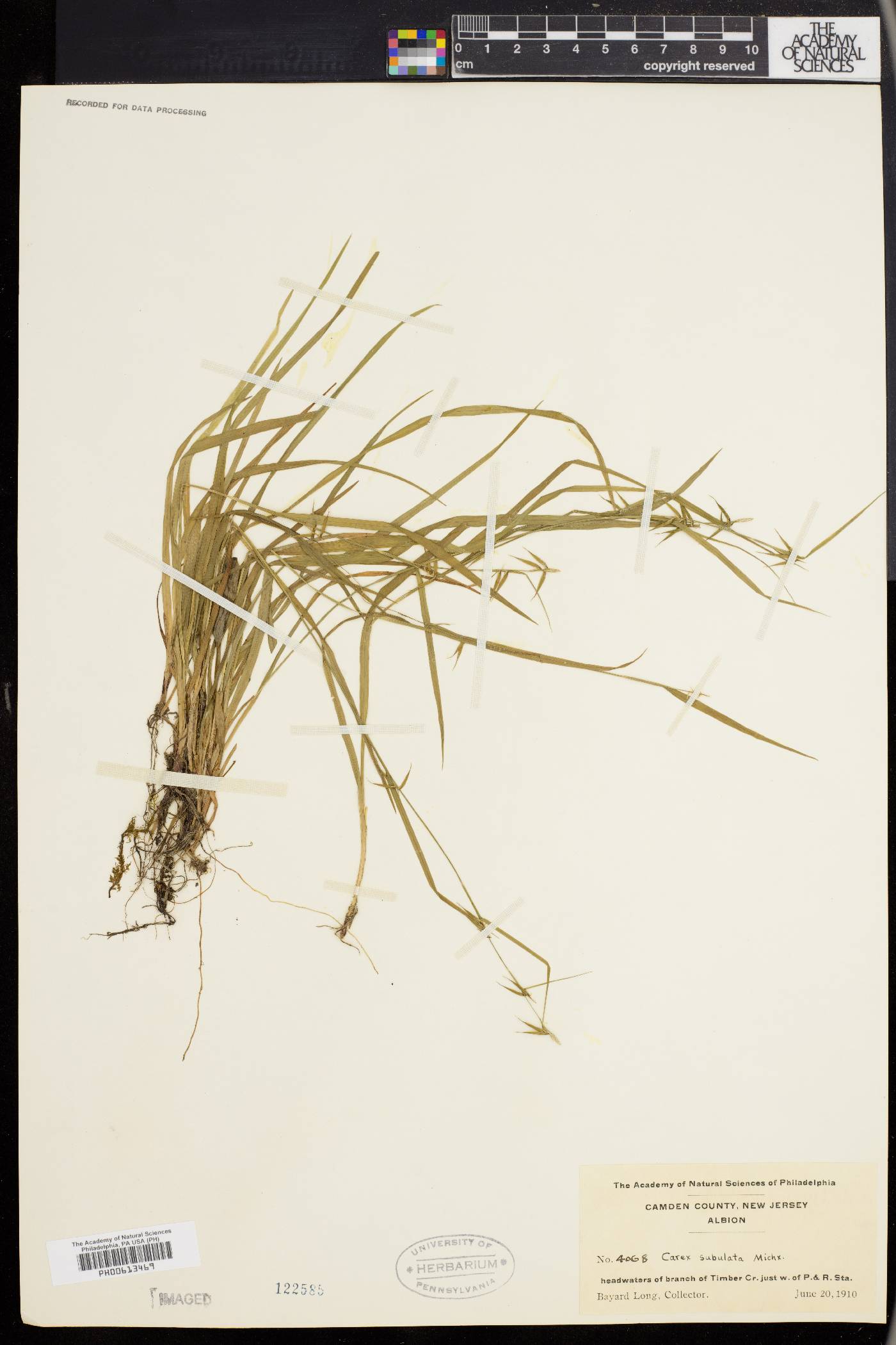 Carex collinsii image