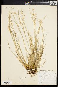 Carex collinsii image