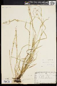 Carex collinsii image