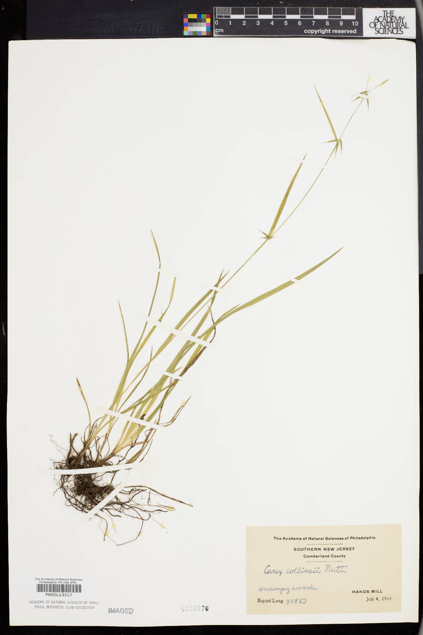 Carex collinsii image