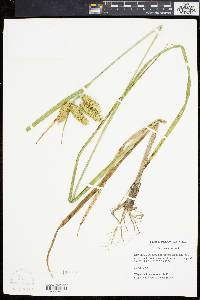 Carex comosa image