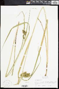 Carex comosa image