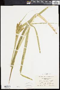 Carex comosa image