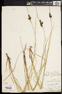 Carex complanata image