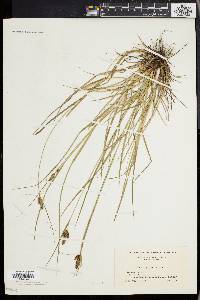 Carex complanata image