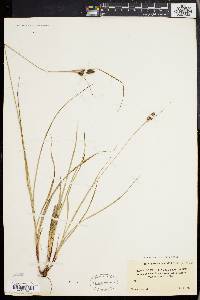 Carex complanata image