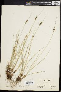 Carex complanata image