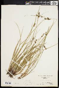 Carex complanata image