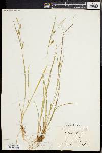 Carex conoidea image