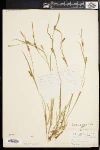 Carex conoidea image