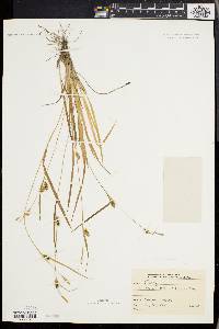 Carex conoidea image