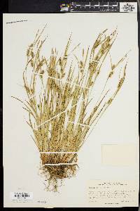 Carex conoidea image