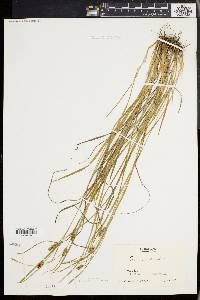 Carex conoidea image