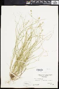 Carex convoluta image