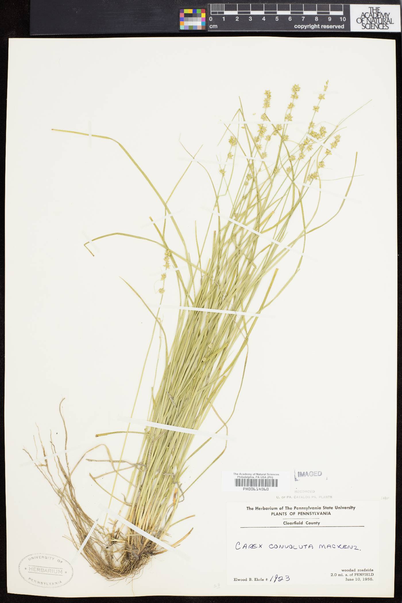 Carex convoluta image