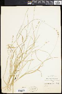 Carex convoluta image