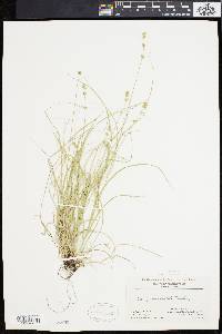 Carex convoluta image