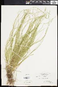 Carex convoluta image