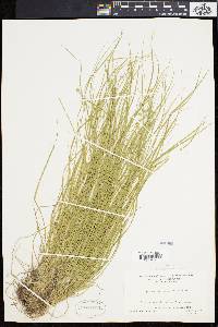 Carex convoluta image