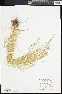 Carex convoluta image