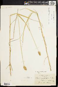 Carex cristatella image