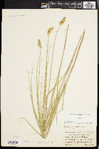 Carex cristatella image