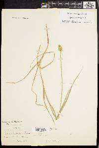 Carex cristatella image