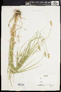 Carex cristatella image