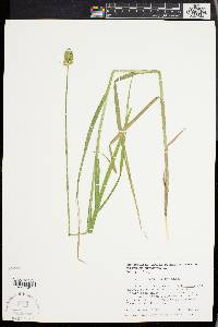 Carex cristatella image