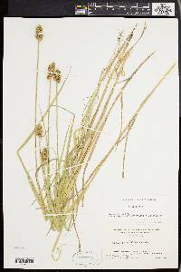 Carex cristatella image