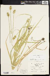 Carex cristatella image