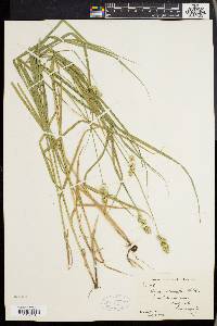 Carex cristatella image