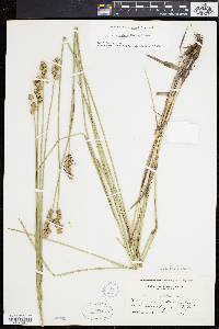 Carex cumulata image