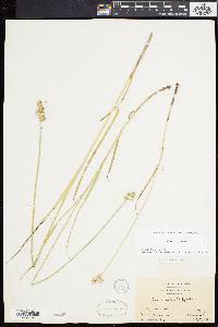 Carex cumulata image