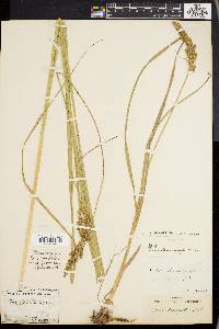 Carex decomposita image