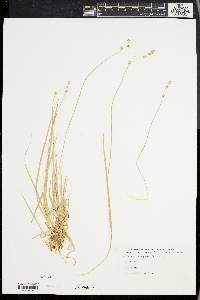 Carex deweyana image