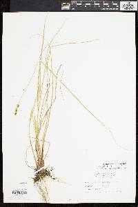 Carex diandra image