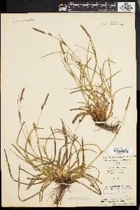 Image of Carex distenta