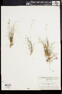 Carex eburnea image