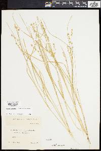 Carex echinata image