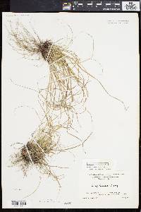 Carex emmonsii image